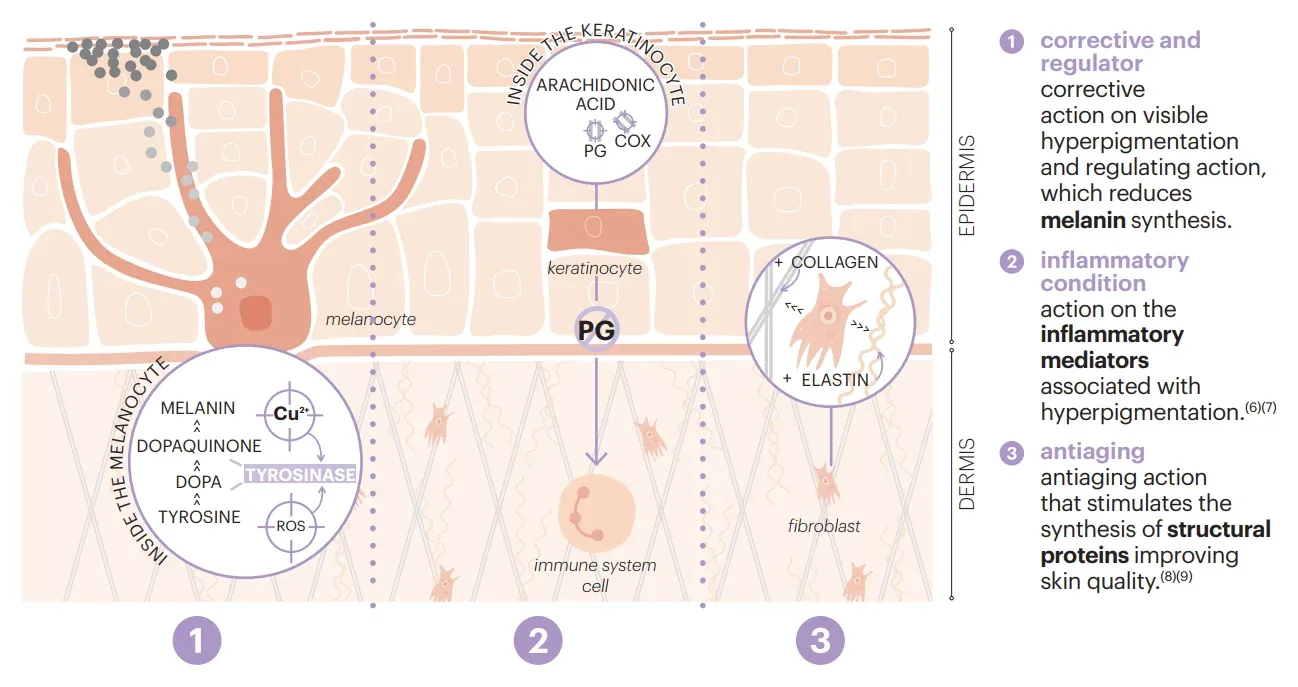 Dermamelan Intimate: illustration